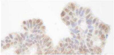Immunohistochemistry-Paraffin: SIN3A Antibody [NB100-2252]