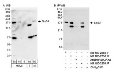 Immunoprecipitation: SIN3A Antibody [NB100-2253]