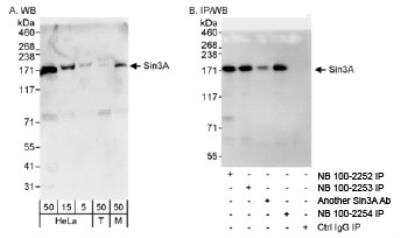 Western Blot: SIN3A Antibody [NB100-2252]