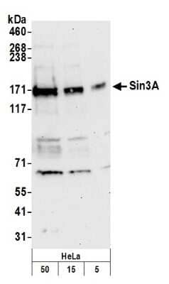 Western Blot: SIN3A Antibody [NB100-2253]