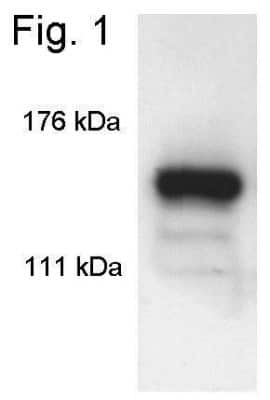 Western Blot: SIN3A Antibody [NB600-1263]