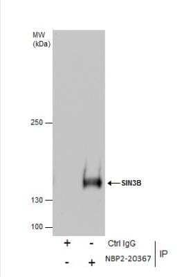 Immunoprecipitation: SIN3B Antibody [NBP2-20367]