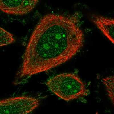 Immunocytochemistry/ Immunofluorescence: SIPA1 Antibody [NBP2-32620]