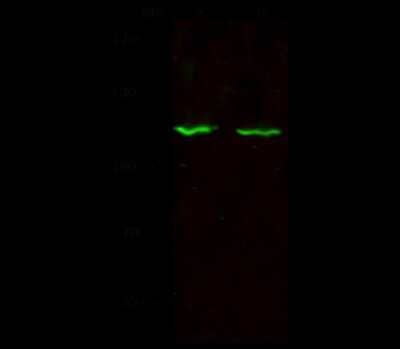 Western Blot: SIPA1 Antibody [NBP2-98740]