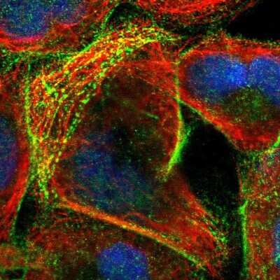Immunocytochemistry/ Immunofluorescence: SIPA1L1 Antibody [NBP1-90482]