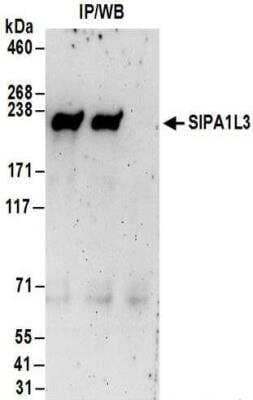 Immunoprecipitation: SIPA1L3 Antibody [NBP2-30364]