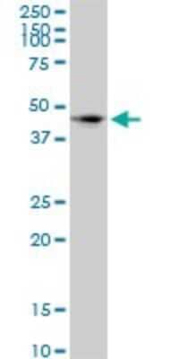 Western Blot: SIRP alpha/CD172a Antibody (4C7) [H00140885-M10]