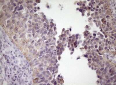 Immunohistochemistry: SIRP alpha/CD172a Antibody (OTI7B3) - Azide and BSA Free [NBP2-74197]