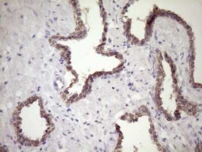 Immunohistochemistry: SIRP alpha/CD172a Antibody (OTI7B3) - Azide and BSA Free [NBP2-74197]