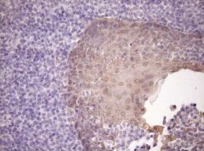 Immunohistochemistry: SIRP alpha/CD172a Antibody (OTI7B3) - Azide and BSA Free [NBP2-74197]