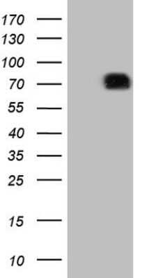 Western Blot: SIRP alpha/CD172a Antibody (OTI7B3)Azide and BSA Free [NBP2-74197]