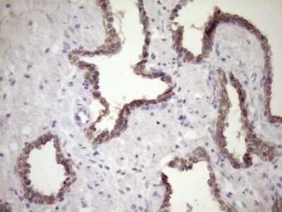 Immunohistochemistry: SIRP alpha/CD172a Antibody (OTI7B3) [NBP2-45849]