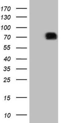 Western Blot: SIRP alpha/CD172a Antibody (OTI7B3) [NBP2-45849]