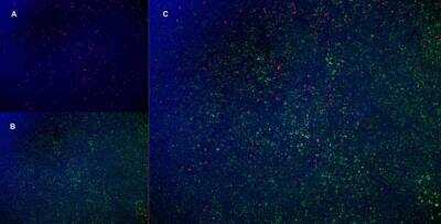 Immunofluorescence: SIRP alpha/CD172a Antibody (OX-41) - BSA Free [NB100-65530]