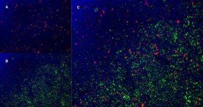 Immunofluorescence: SIRP alpha/CD172a Antibody (OX-41) - BSA Free [NB100-65530]
