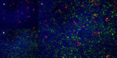 Immunofluorescence: SIRP alpha/CD172a Antibody (OX-41) - BSA Free [NB100-65530]