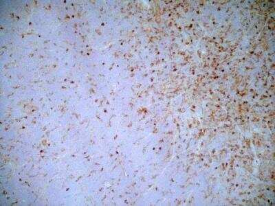 Immunohistochemistry: SIRP alpha/CD172a Antibody (OX-41) - BSA Free [NB100-65530]