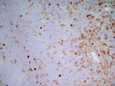 Immunohistochemistry: SIRP alpha/CD172a Antibody (OX-41) - BSA Free [NB100-65530]