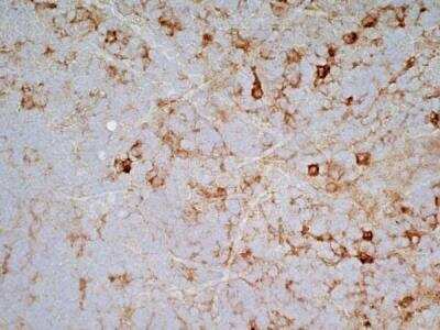Immunohistochemistry: SIRP alpha/CD172a Antibody (OX-41) - BSA Free [NB100-65530]