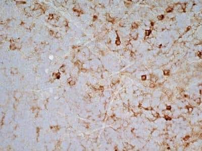 Immunohistochemistry: SIRP alpha/CD172a Antibody (OX-41) - BSA Free [NB100-65530]