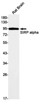 Western Blot: SIRP alpha/CD172a Antibody (S04-7G6) [NBP3-19772]