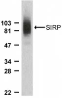 Western Blot: SIRP alpha/CD172a AntibodyBSA Free [NBP1-77045]