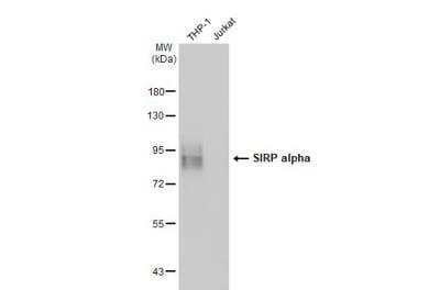 Western Blot: SIRP alpha/CD172a Antibody [NBP2-20370]