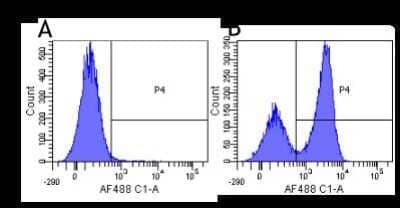 Flow Cytometry: SIRP beta 1/gamma Antibody (OX117) - Chimeric - Azide and BSA Free [NBP2-81072]