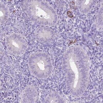 Immunohistochemistry-Paraffin: SIRP delta Antibody [NBP2-31924]