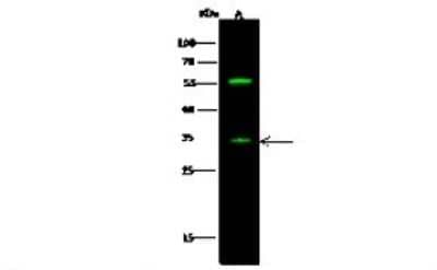 Western Blot: SIRP gamma/CD172g Antibody [NBP2-99880]