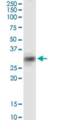 Western Blot: SIRT4 Antibody (1C8) [H00023409-M03]