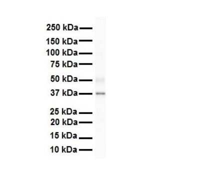 Western Blot: SIRT4 Antibody [NBP1-80002]