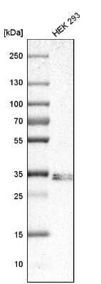 Western Blot: SIRT4 Antibody [NBP1-80747]