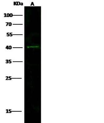 Western Blot: SIRT4 Antibody [NBP2-98856]