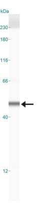 Simple Western: SIRT6 Antibody [NB100-2523]