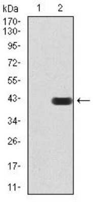 Western Blot: SIRT7 Antibody (1E2B2)BSA Free [NBP2-52564]