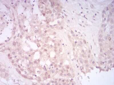 Immunohistochemistry-Paraffin: SIRT7 Antibody (1E2G10) - BSA Free [NBP2-52565]