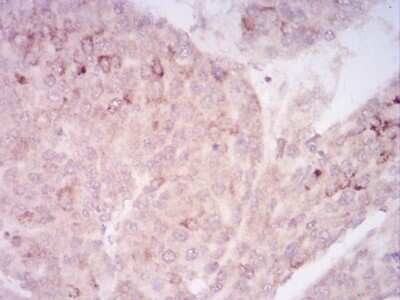 Immunohistochemistry-Paraffin: SIRT7 Antibody (1E2G10) - BSA Free [NBP2-52565]