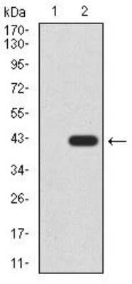 Western Blot: SIRT7 Antibody (1E2G10)BSA Free [NBP2-52565]