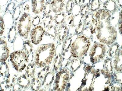 Immunohistochemistry-Paraffin: SIRT7 Antibody [NBP3-12346]