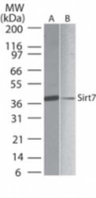 Western Blot: SIRT7 Antibody [NB100-56364]