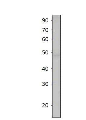 Western Blot: SIRT7 Antibody [NBP3-12346]