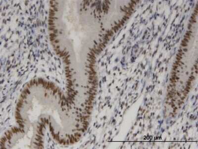 Immunohistochemistry-Paraffin: SIX4 Antibody (3B8) [H00051804-M05]
