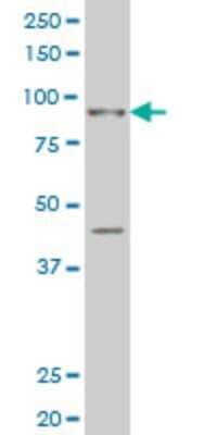 Western Blot: SIX4 Antibody (5D4) [H00051804-M08]