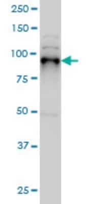 Western Blot: SIX4 Antibody (5E1) [H00051804-M07]