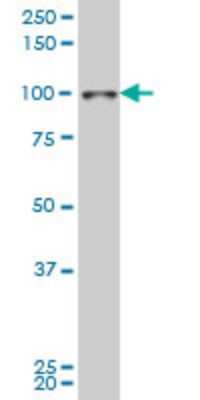 Western Blot: SIX4 Antibody (7E2) [H00051804-M09]