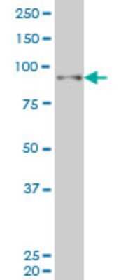 Western Blot: SIX4 Antibody (7F1) [H00051804-M02]