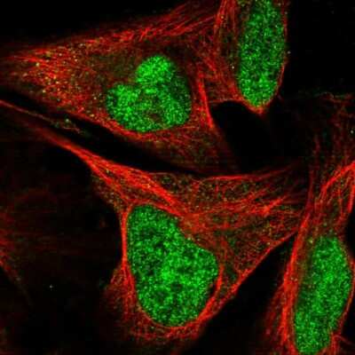 Immunocytochemistry/ Immunofluorescence: SIX4 Antibody [NBP1-90110]