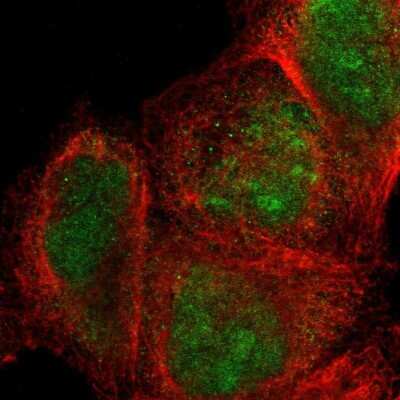 Immunocytochemistry/ Immunofluorescence: SIX1 Antibody [NBP1-84264]