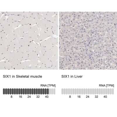 Immunohistochemistry-Paraffin: SIX1 Antibody [NBP1-84264]